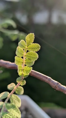 文章圖片