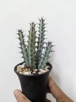 文章圖片