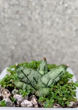 文章圖片