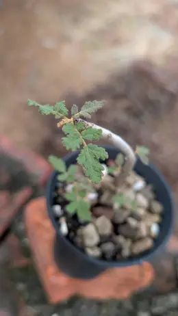 文章圖片