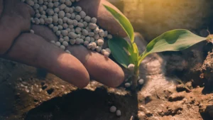 Fertilizer from biogas digestate spread on plant by hand