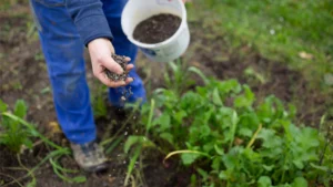 Fertilizer from biogas digestate spread on plant by hand