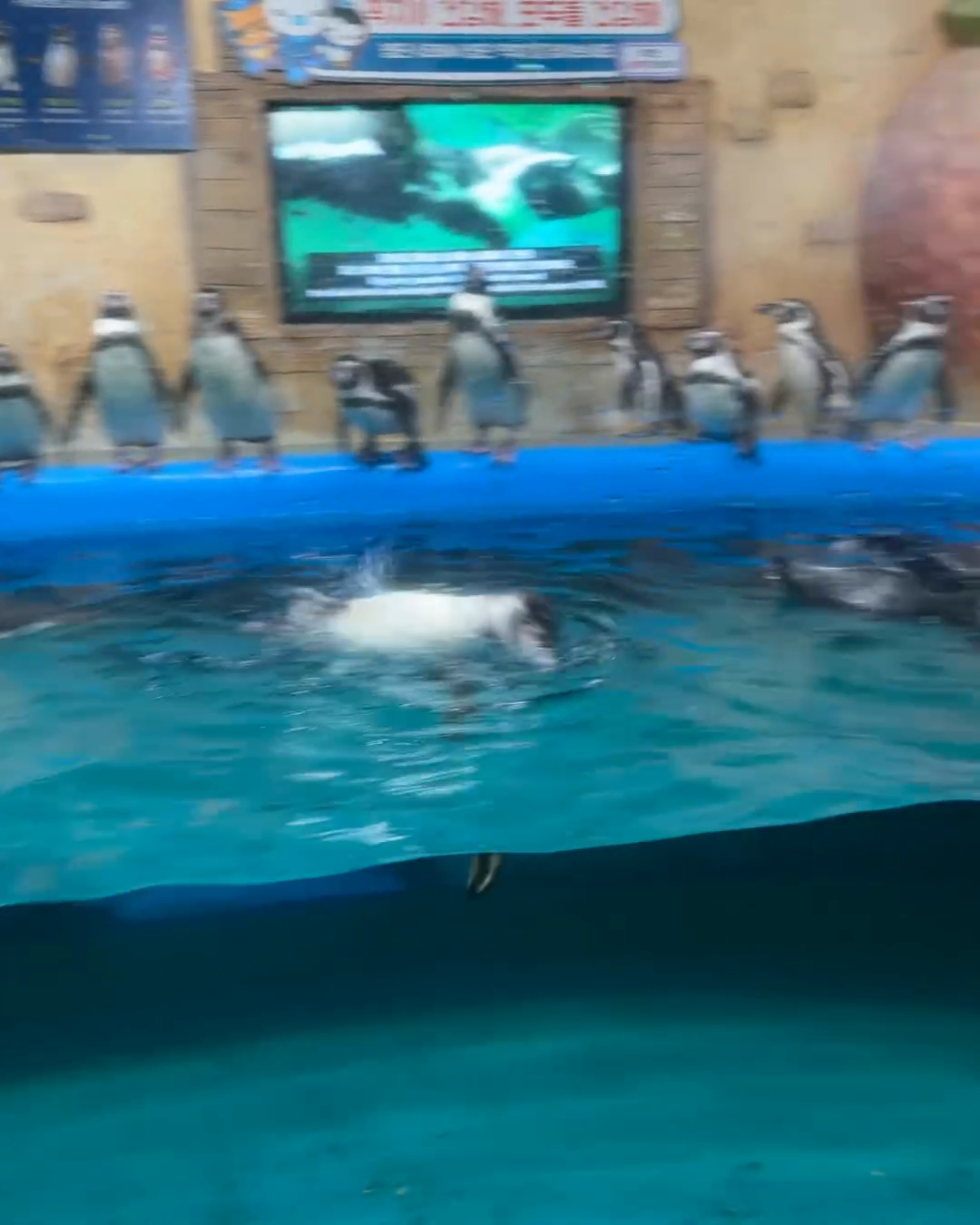 Pinguins do Coex Aquarium