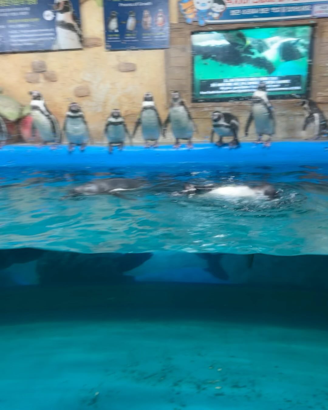 Pinguins do Coex Aquarium