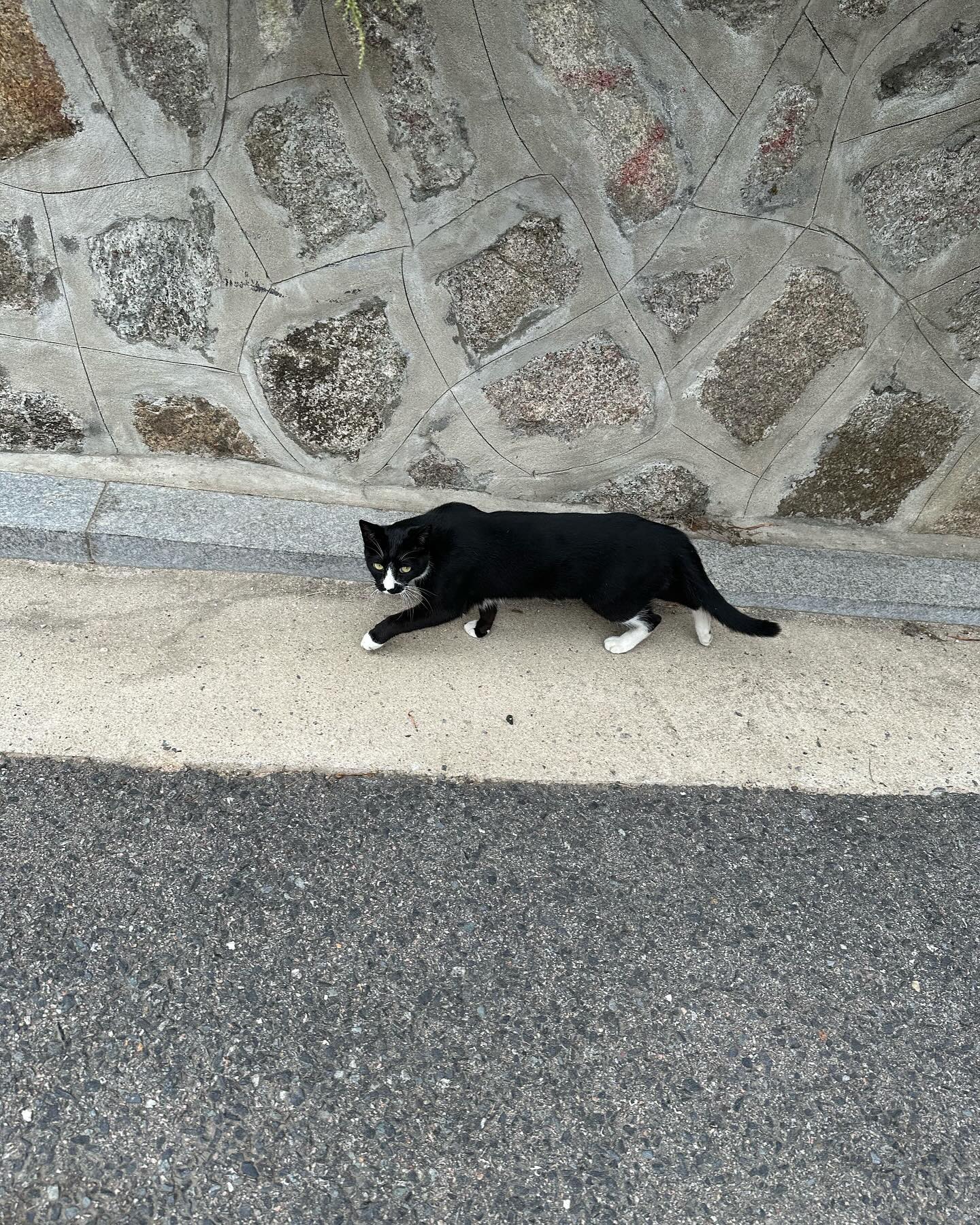 Gatinhos da Bukchon Hanok Village