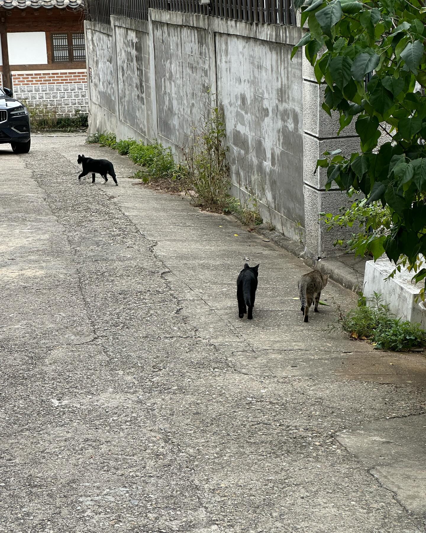 Bukchon Hanok Village Kittens