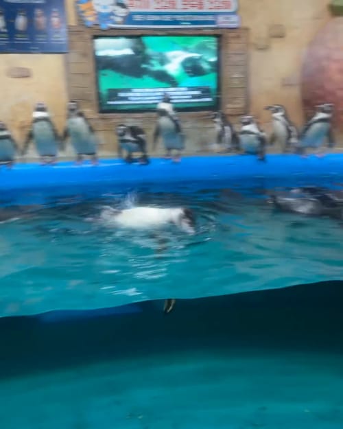 Penguins at Coex Aquarium