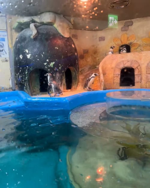 Pinguins do Coex Aquarium