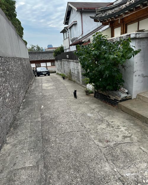 Gatinhos da Bukchon Hanok Village