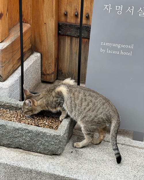 Gatinhos da Bukchon Hanok Village