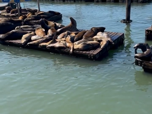 Pier 39 em San Francisco