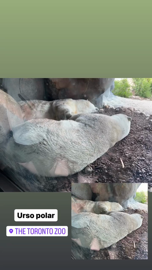 Polar bear