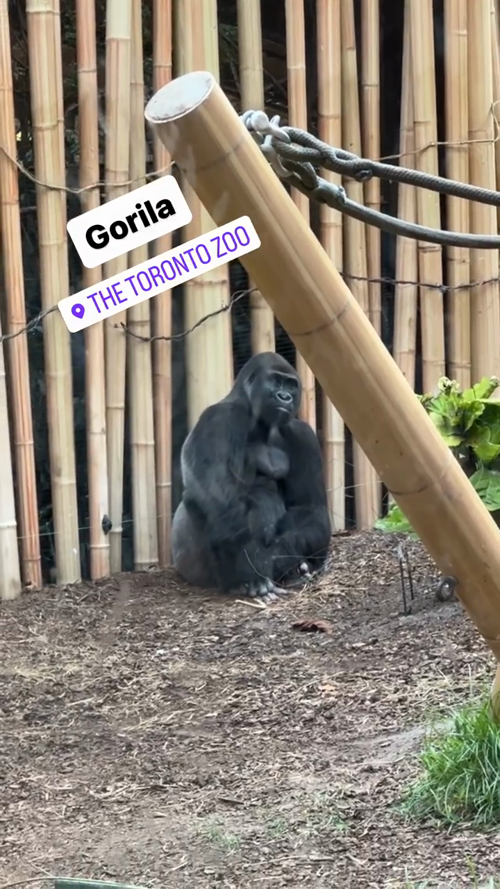 Gorilla