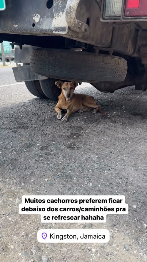 Many dogs prefer to stay under cars/trucks to cool off hahaha