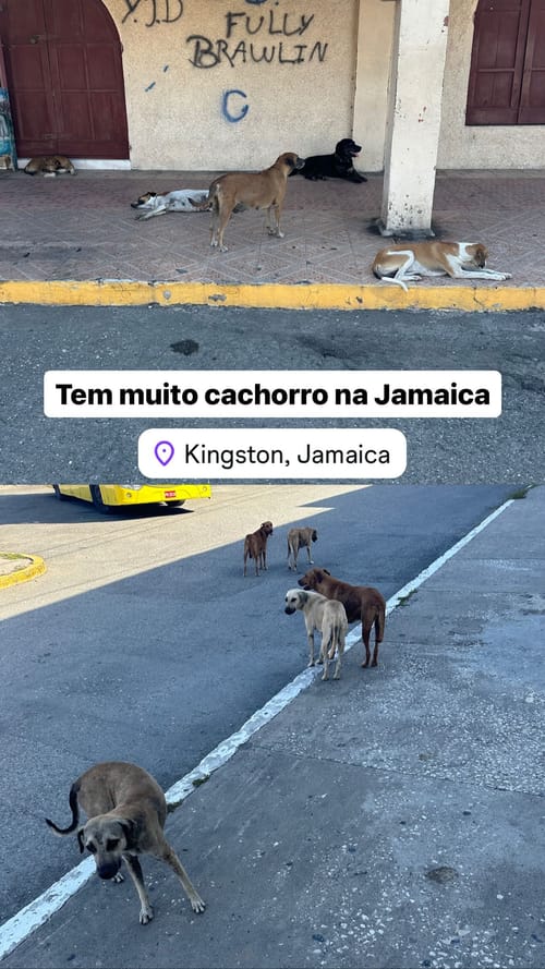 Tem muito cachorro na Jamaica