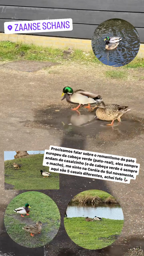 We need to talk about the romanticism of the green-headed European duck (mallard), they always walk in a couple (the green-headed one is always the male), I feel like I'm in South Korea again, here are 5 different couples, I thought it was cute 🦆