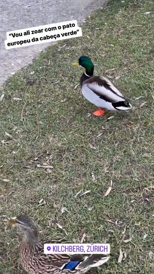 I'm going to play with the European duck with the green head