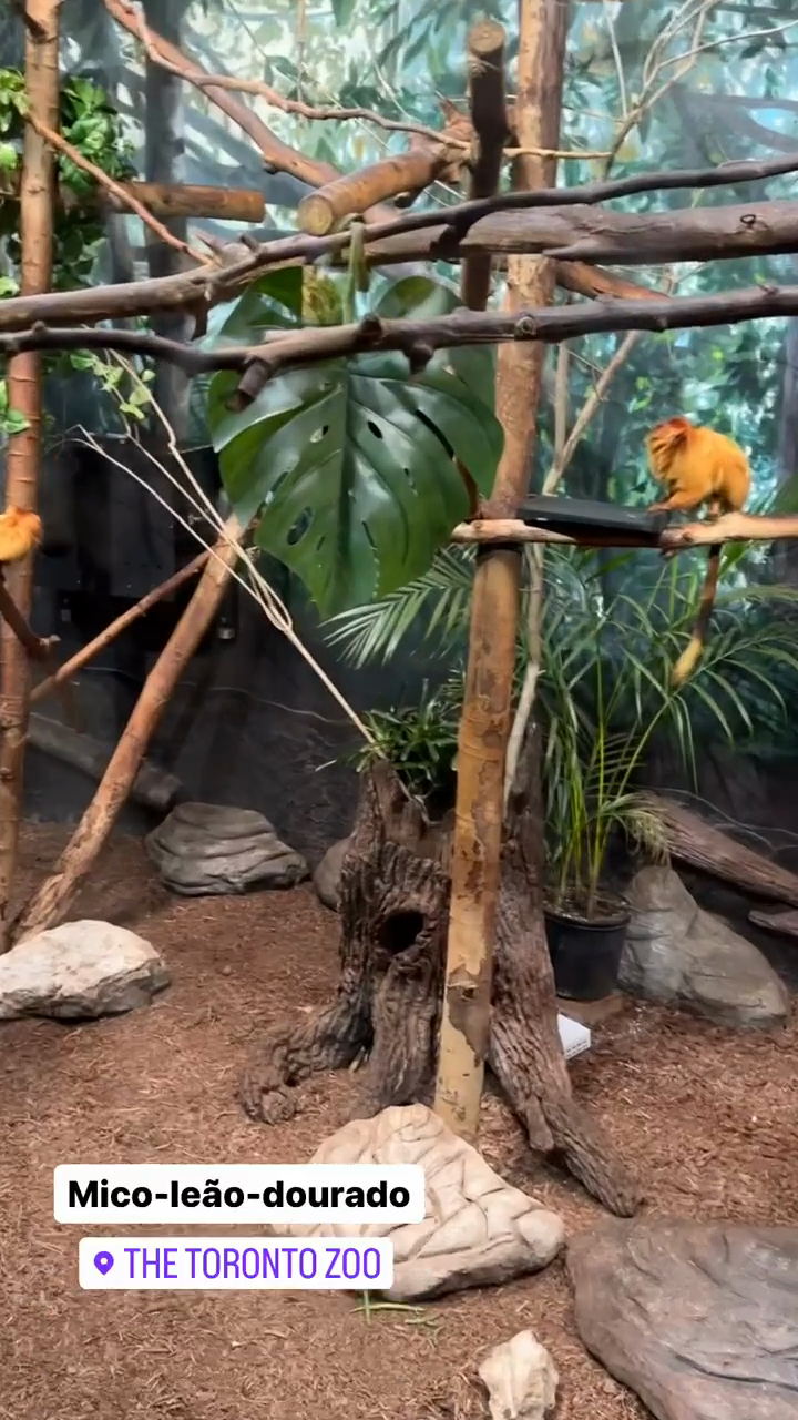 Golden lion tamarin