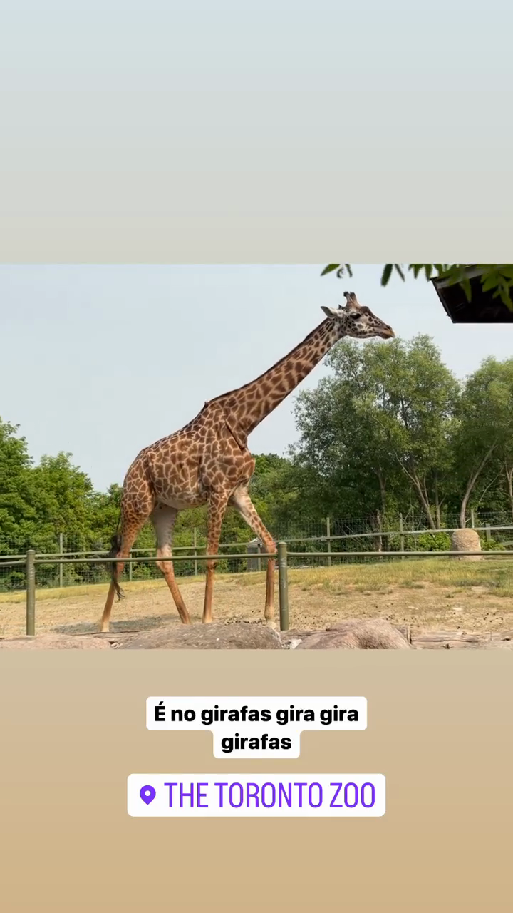 Girafa