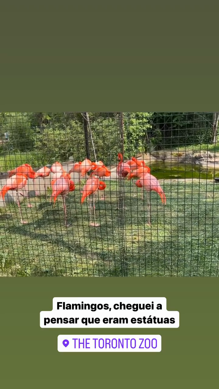 Flamingos, I thought they were statues