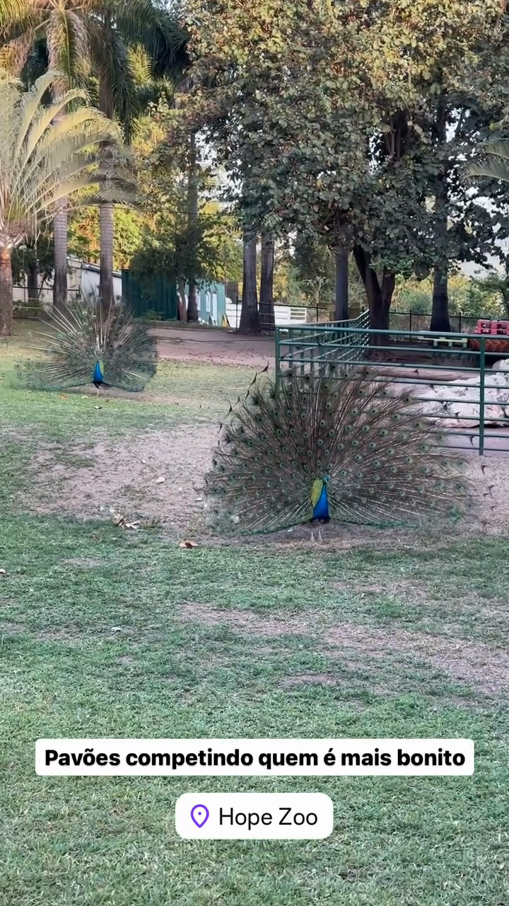 Peacocks competing who is more beautiful