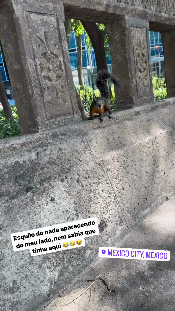 Esquilo do nada aparecendo do meu lado, nem sabia que tinha aqui 😂😂😂