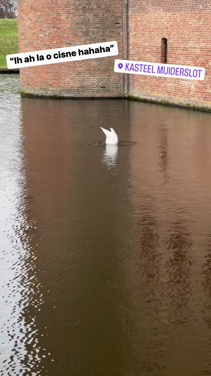 "Ih ah la the swan hahaha"