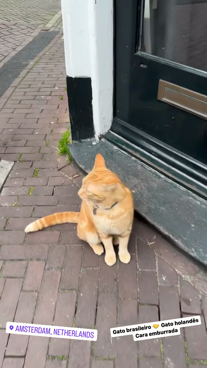 Gato brasileiro 🤝 Gato holandês: Cara emburrada