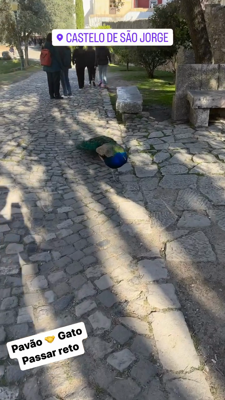 Peacock 🤝 Cat: Straight Pass