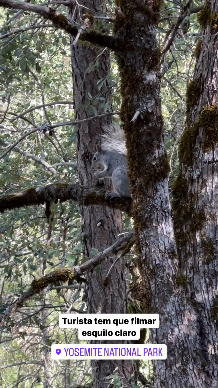 Tourist has to film light squirrel