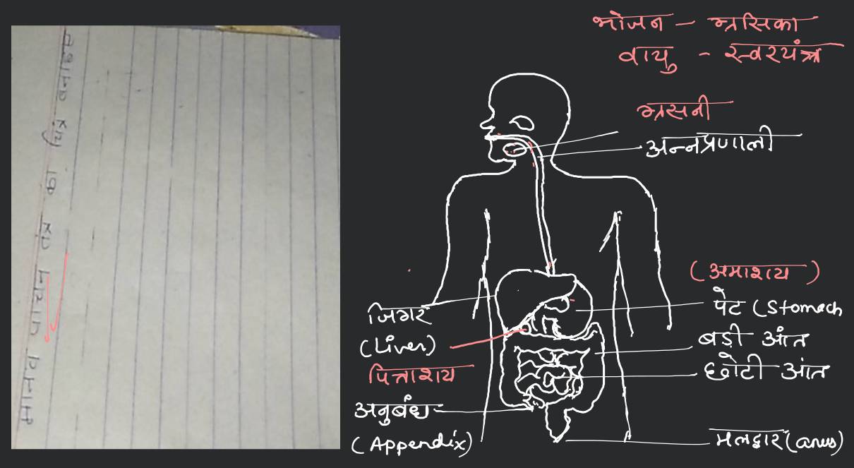 मानव पाचन तंत्र का सचित्र वर्णन || pachan tantra ka sachitra varnan ||  human digestive system - YouTube