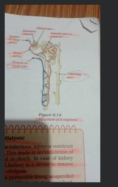 Objectives of lesson 1. Outline the structure & associated blood supply &  draw a diagram of the nephron. 2. Explain urine formation, including:  Bowman's. - ppt download