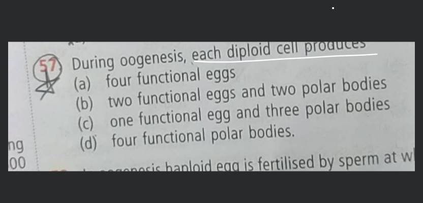 haploid or diploid first polar body