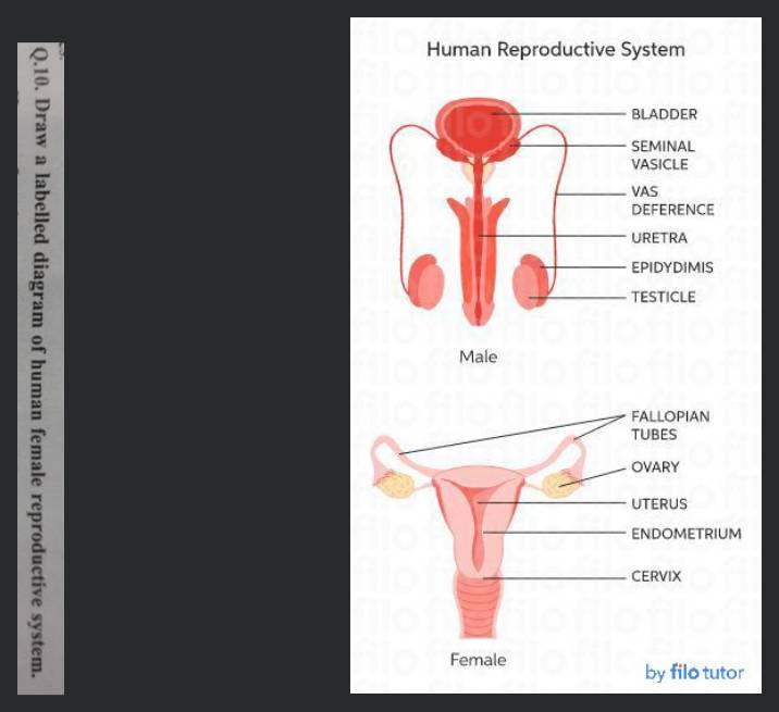 Draw a labelled diagram of the human female reproductive system. | Filo