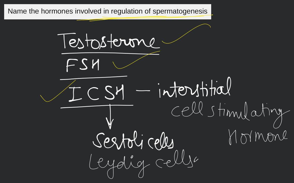 spermatogenesis hormones