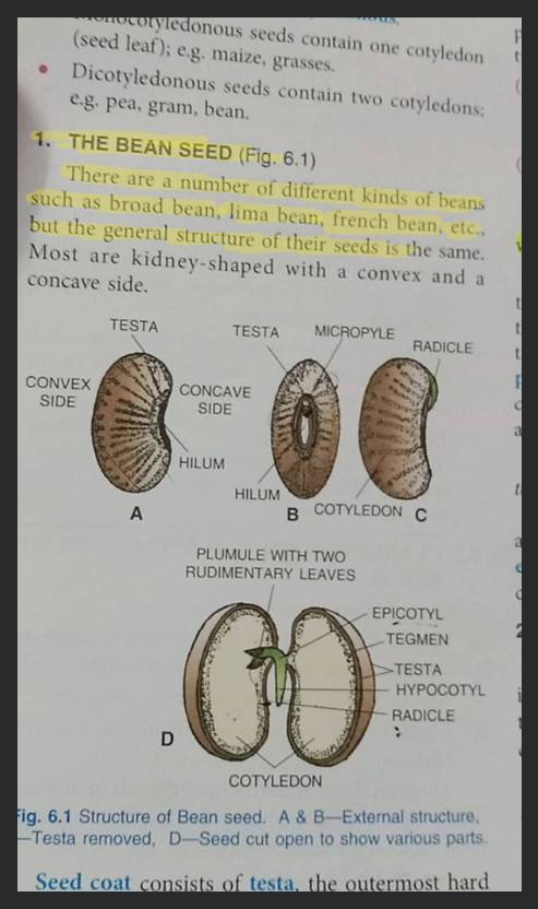 pea seed diagram