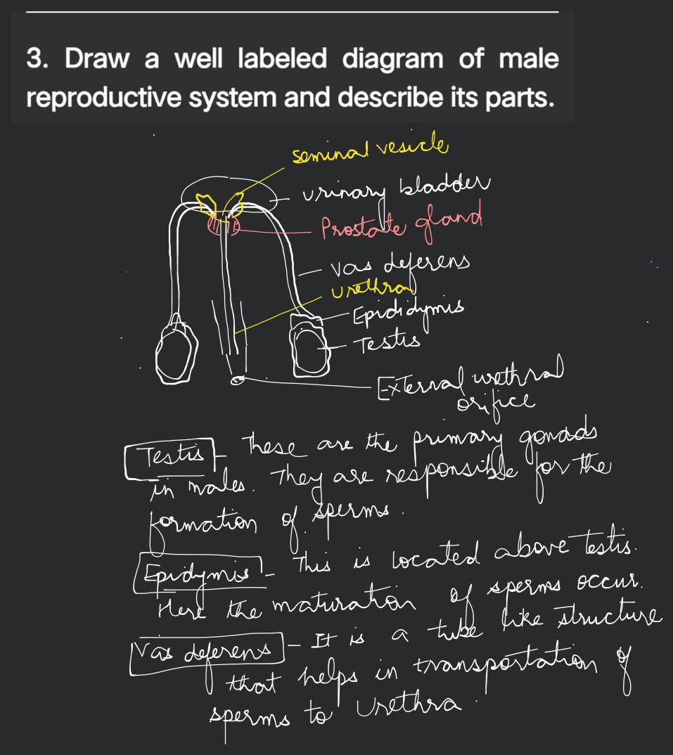 Draw a labelled diagram of a plant. | Filo