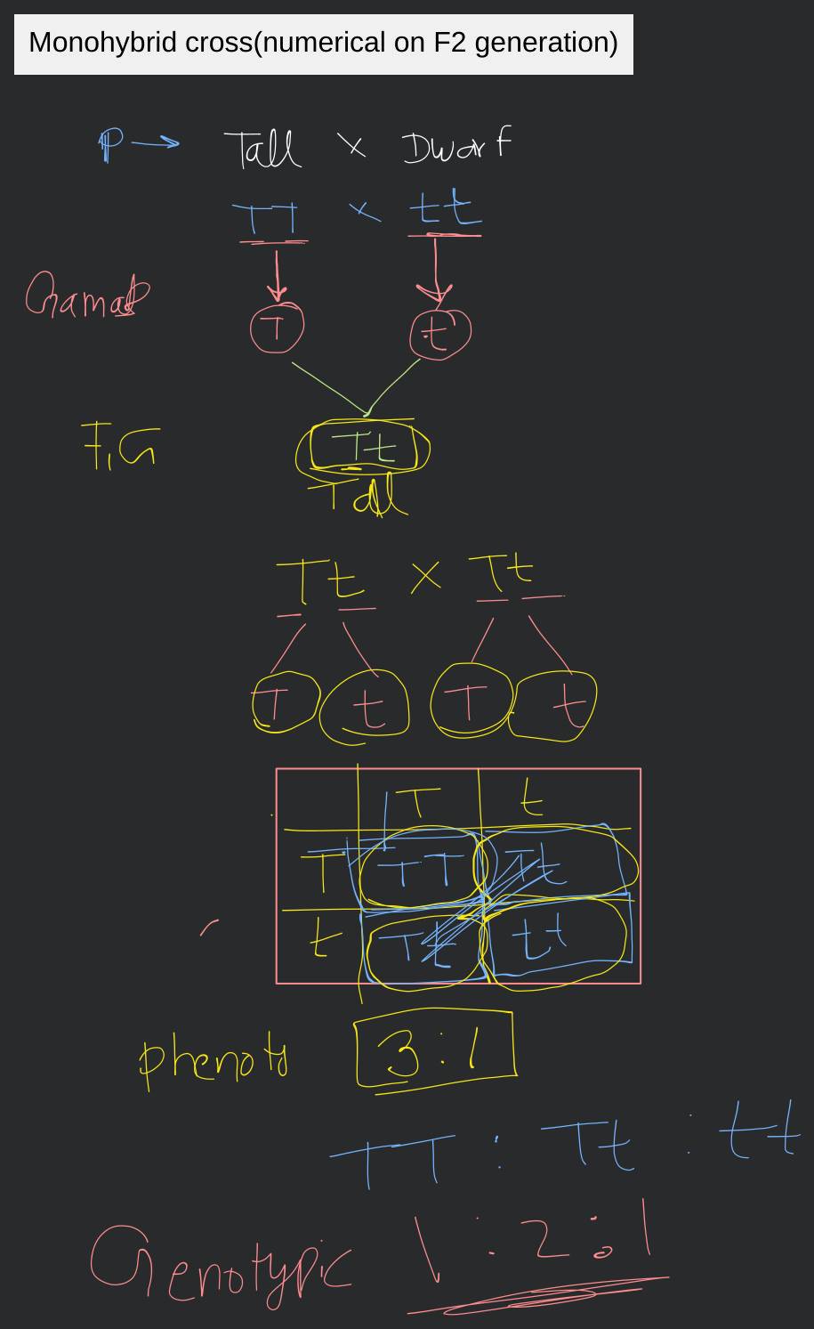 Monohybrid Cross F2 Generation