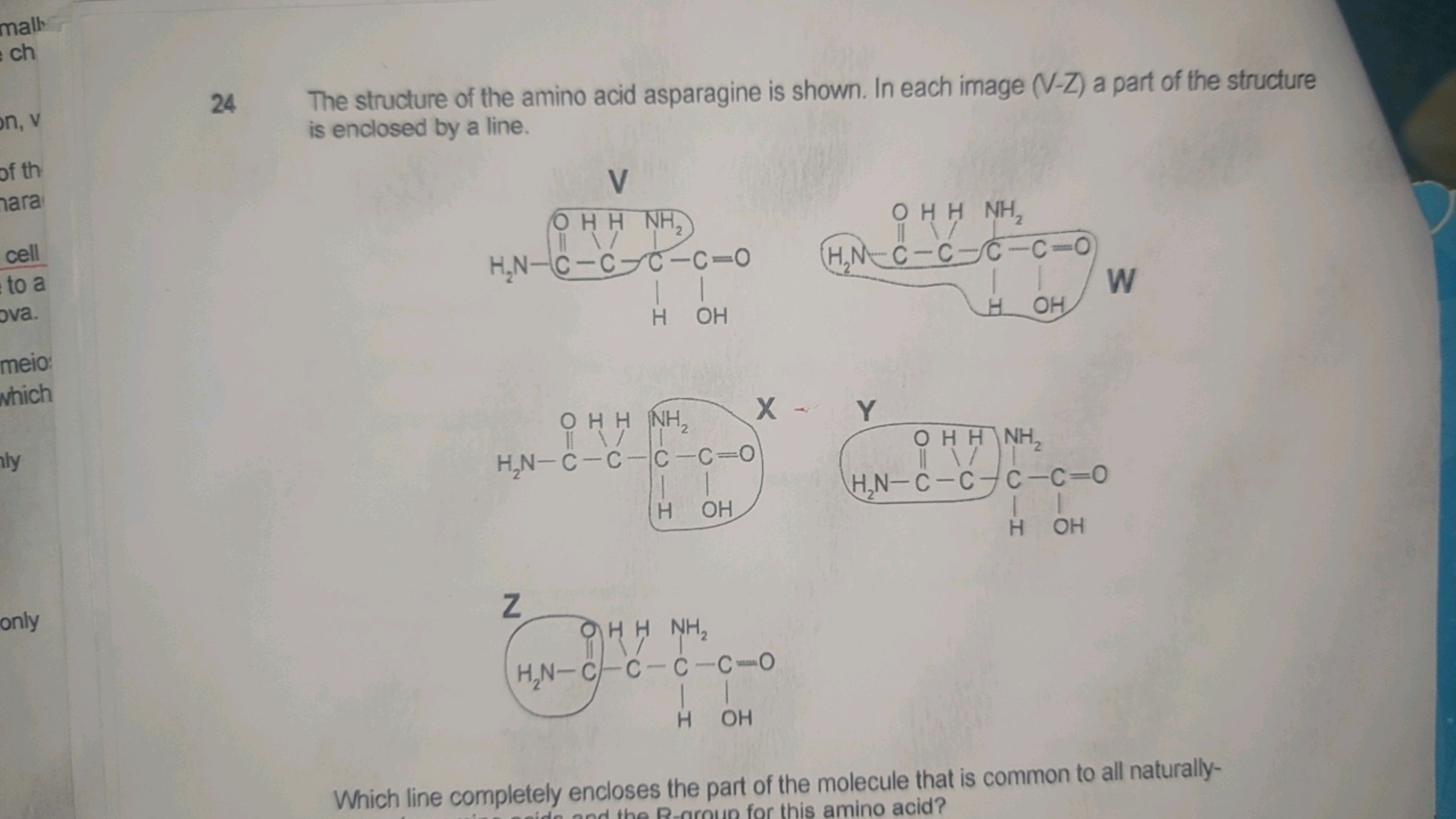 24 The structure of the amino acid asparagine is shown. In each image 