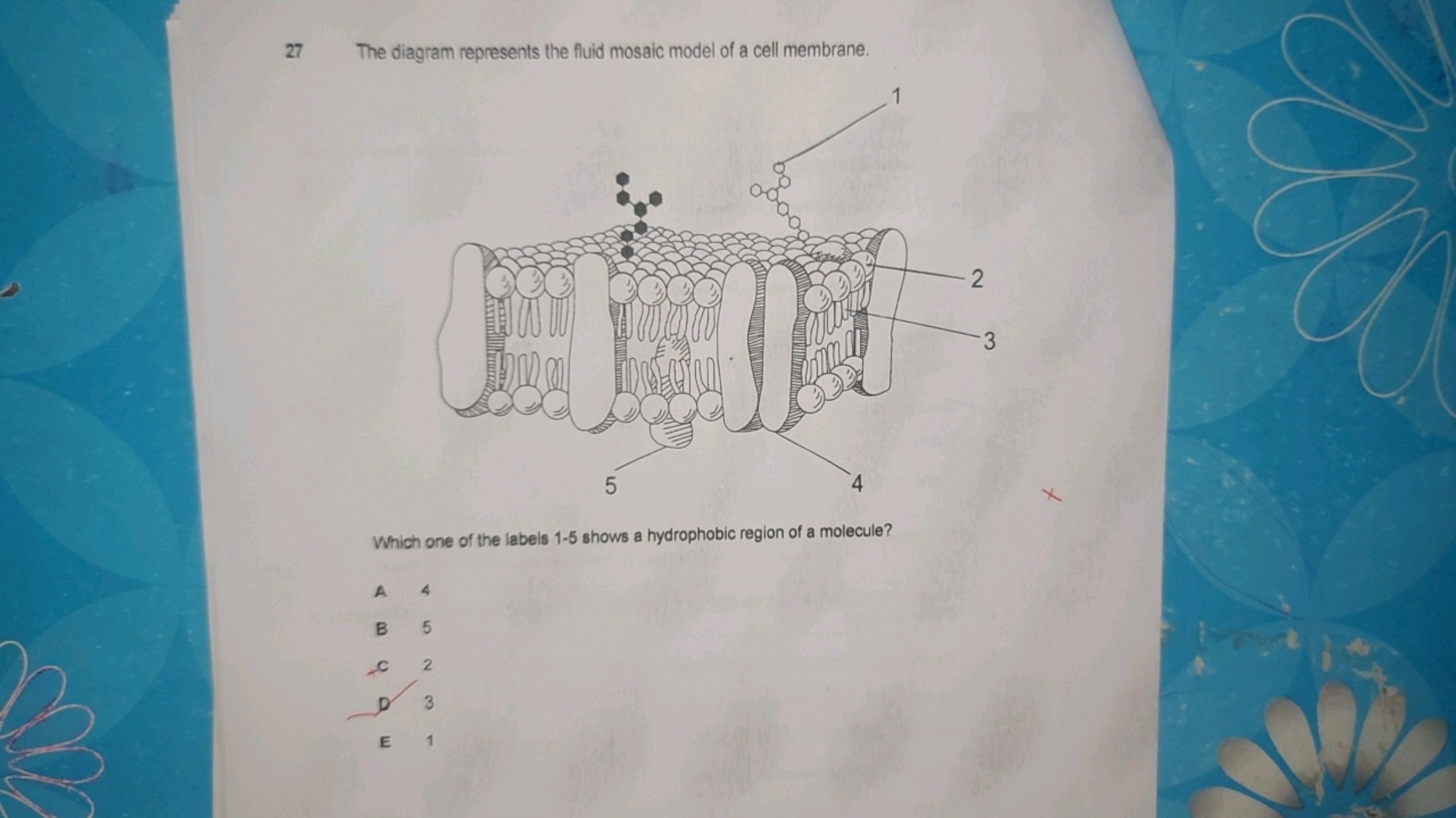 27 The diagram represents the fluid mosaic model of a cell membrane.

