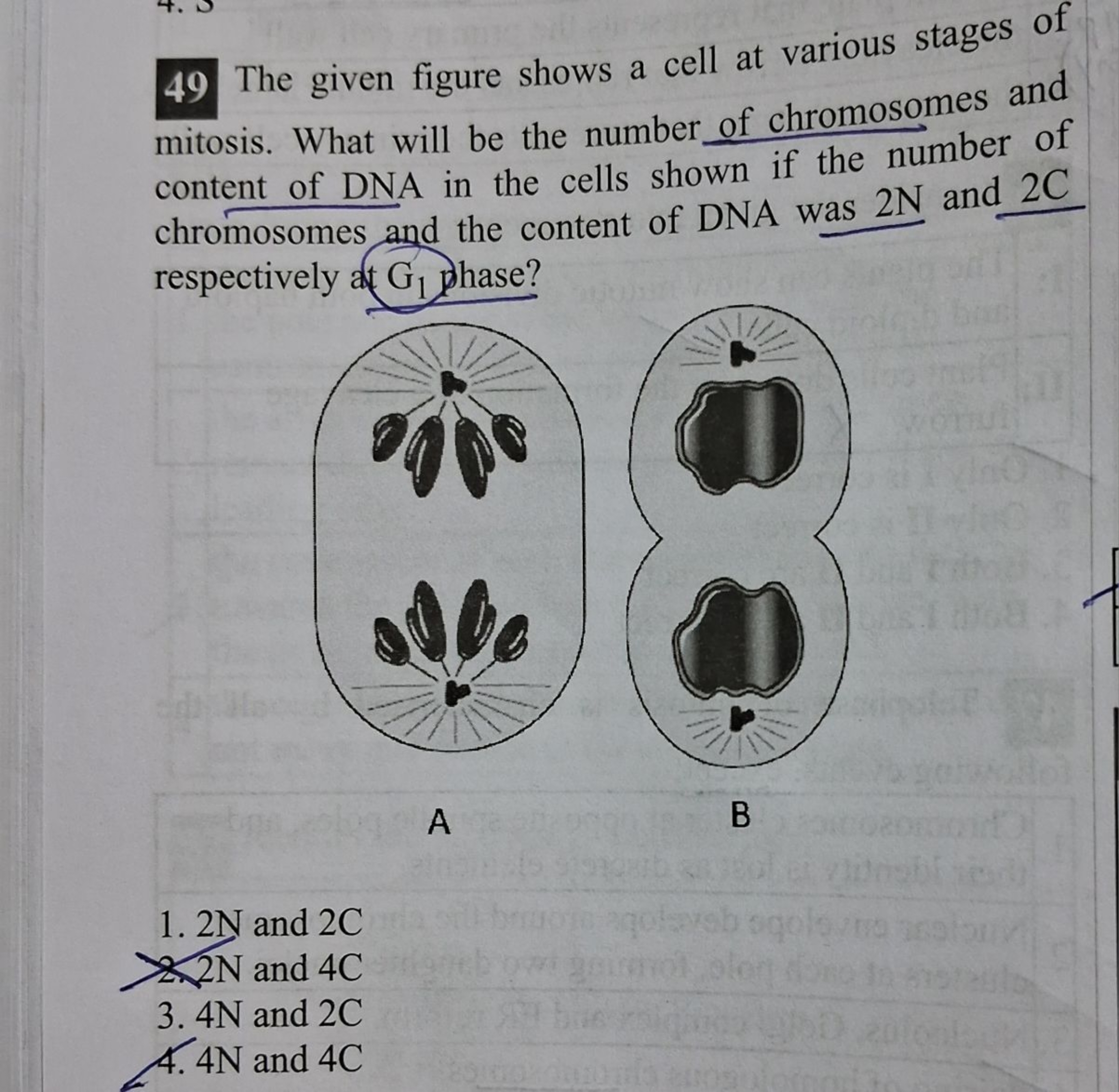 49 The given figure shows a cell at various stages of mitosis. What wi