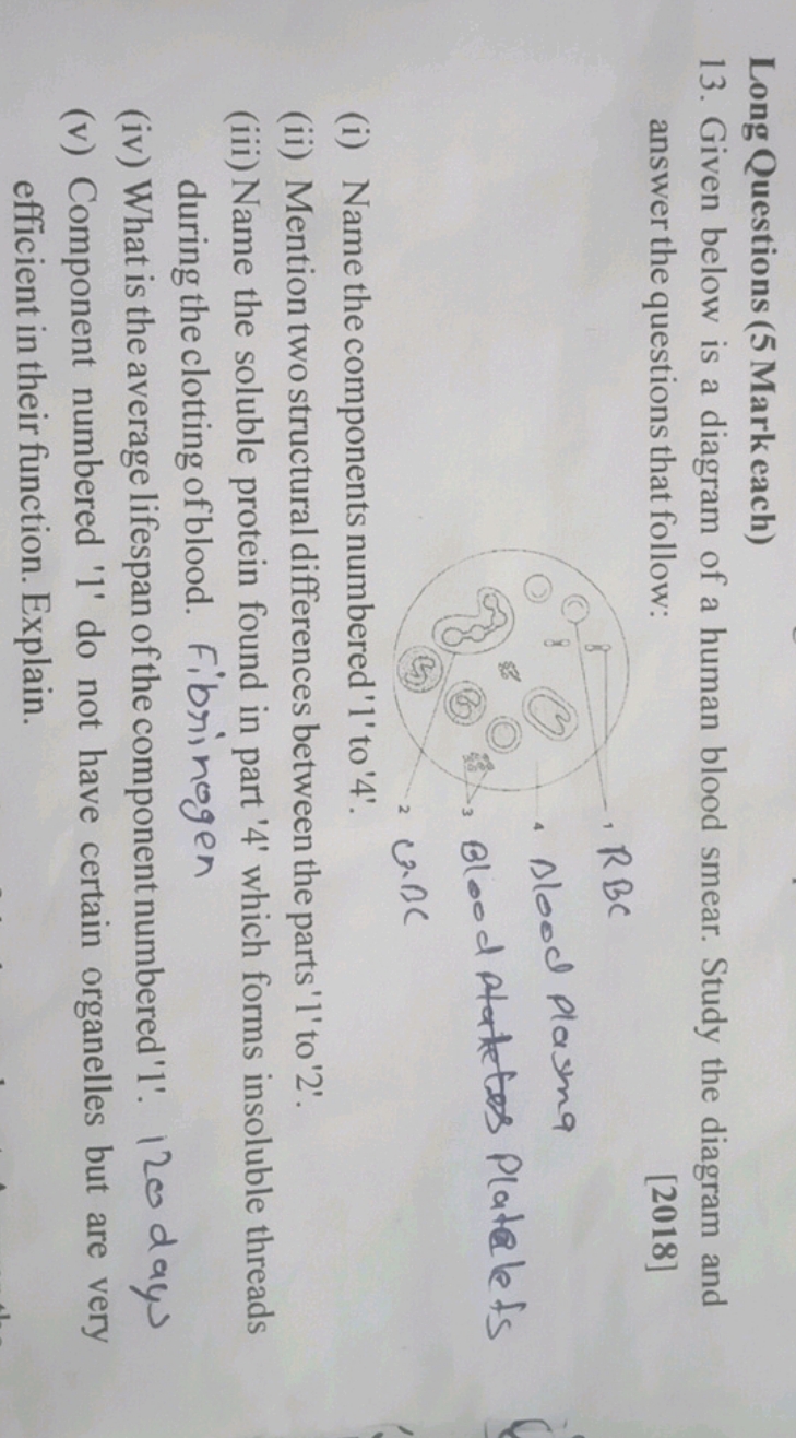 Long Questions (5 Mark each)
13. Given below is a diagram of a human b