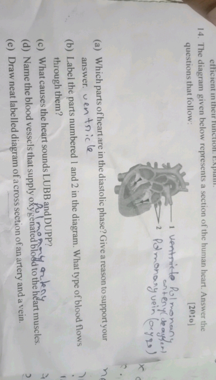 14. The diagram given below represents a section of the human heart. A