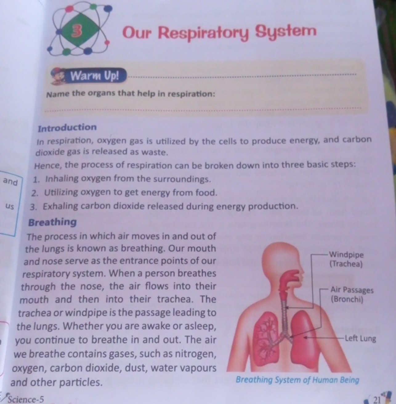 Our Respirałory System

Warm Up!
Name the organs that help in respirat