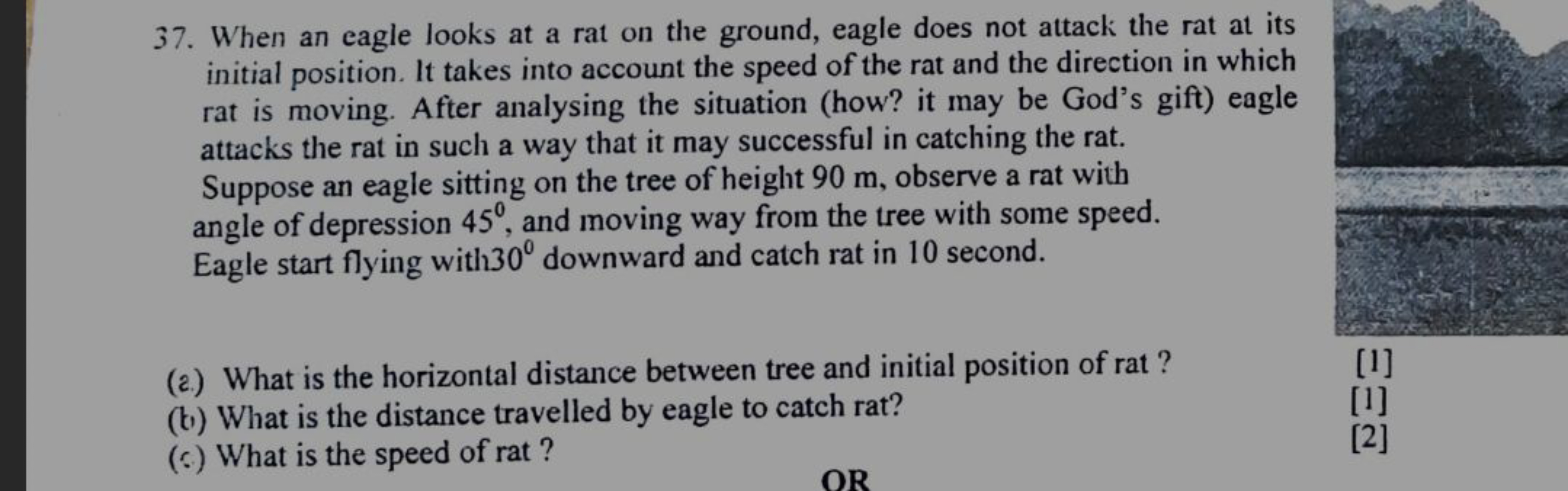 37. When an eagle looks at a rat on the ground, eagle does not attack 