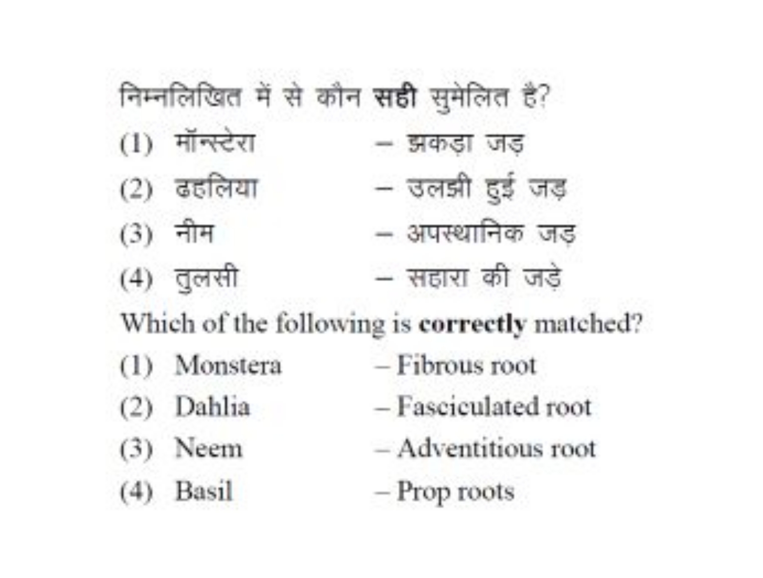 निम्नलिखित में से कौन सही सुमेलित है?
(1) मॉन्स्टेरा
- झकड़ा जड़
(2) ढ