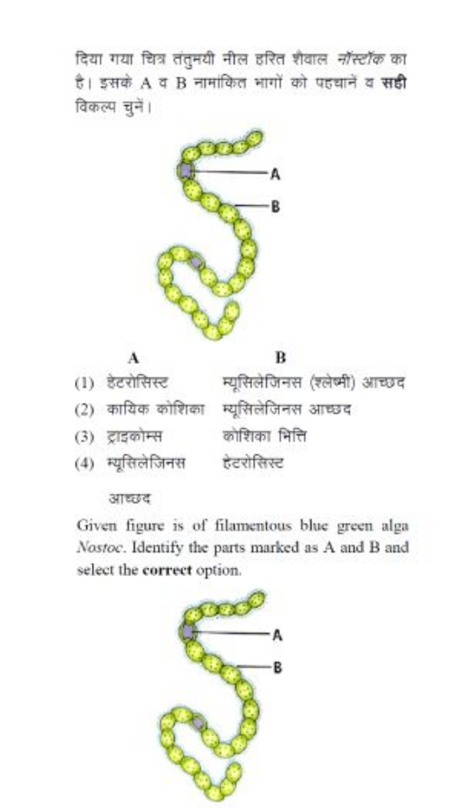 दिया गया चित्र तंतुमयी नील हरित शैवाल नॉस्टॉक का है। इसके A व B नामाकि