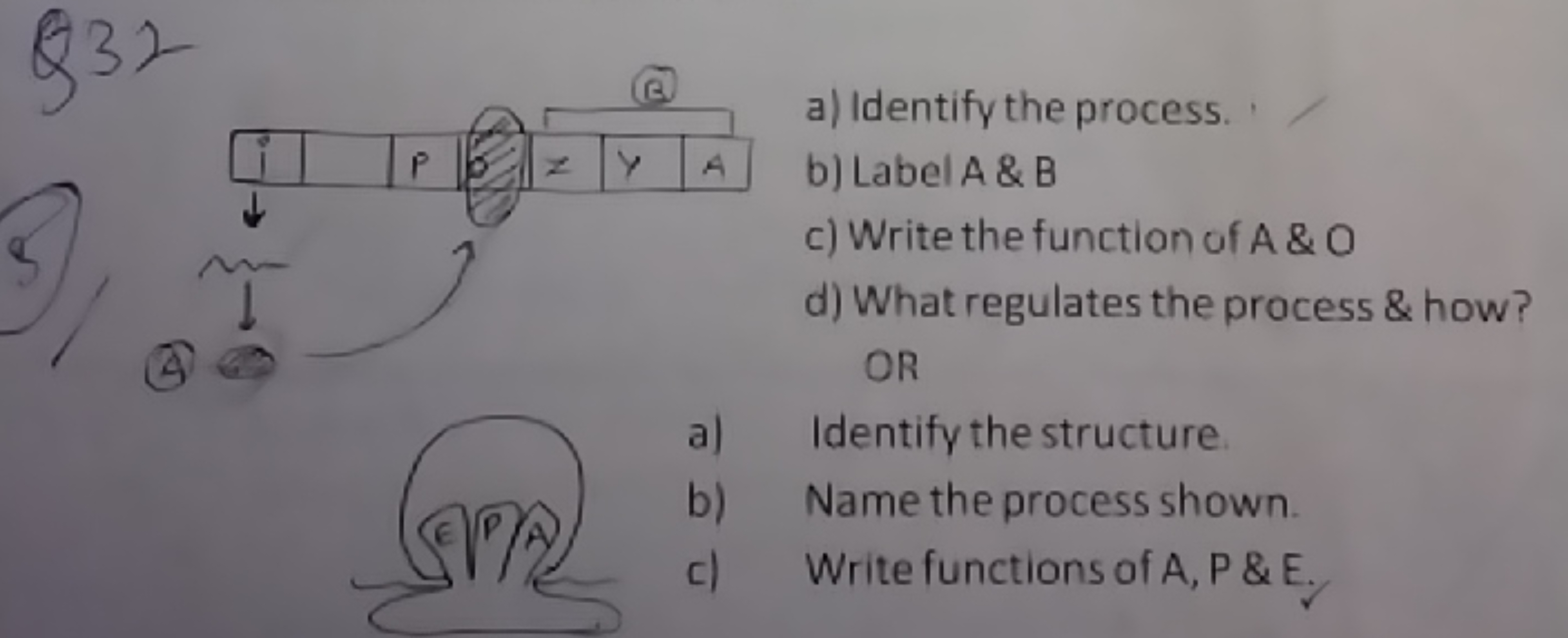 Q32
(B)
a) Identify the process.
b) Label A \& B
c) Write the function