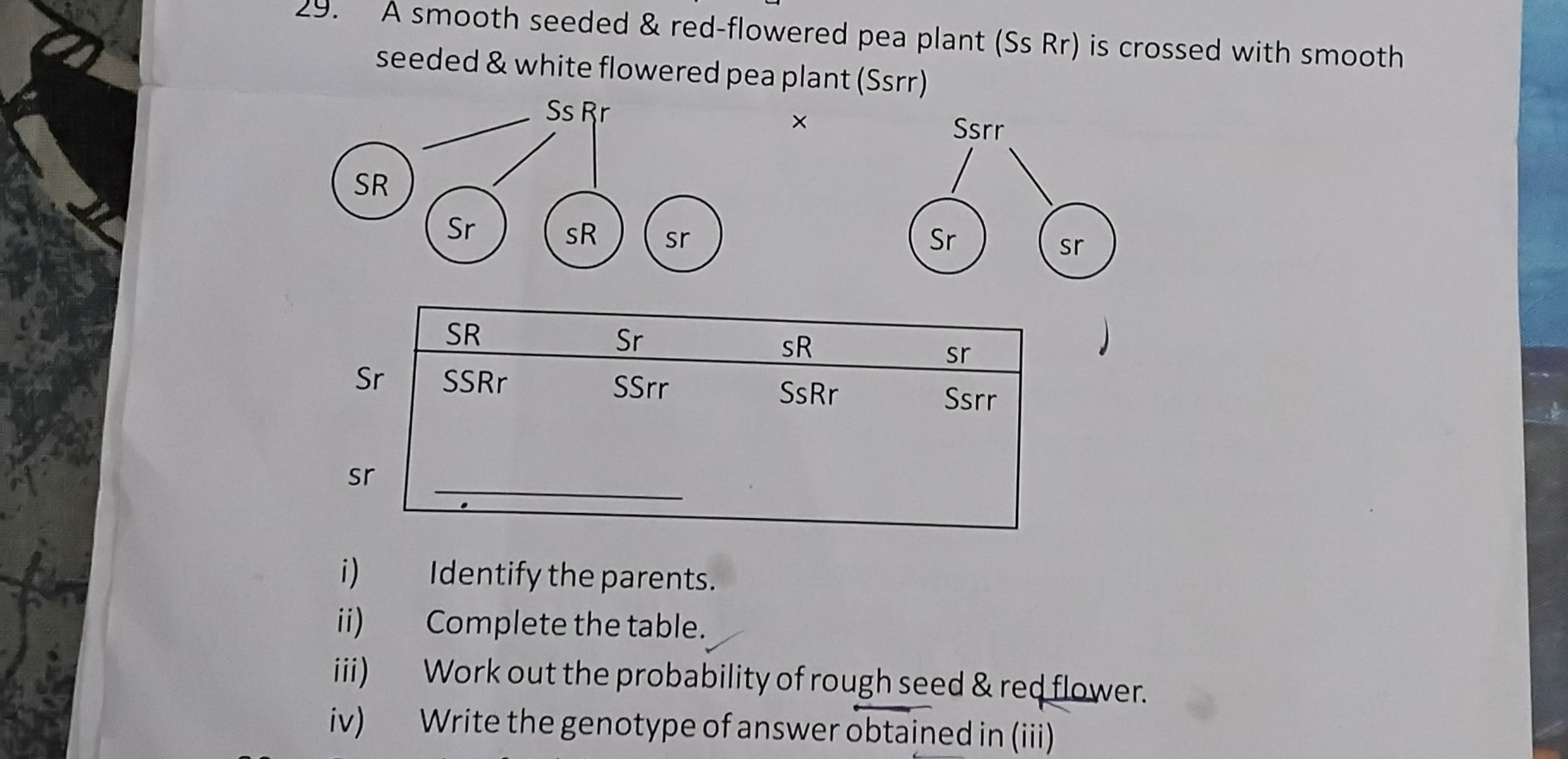 29. A smooth seeded \& red-flowered pea plant (Ss Rr) is crossed with 