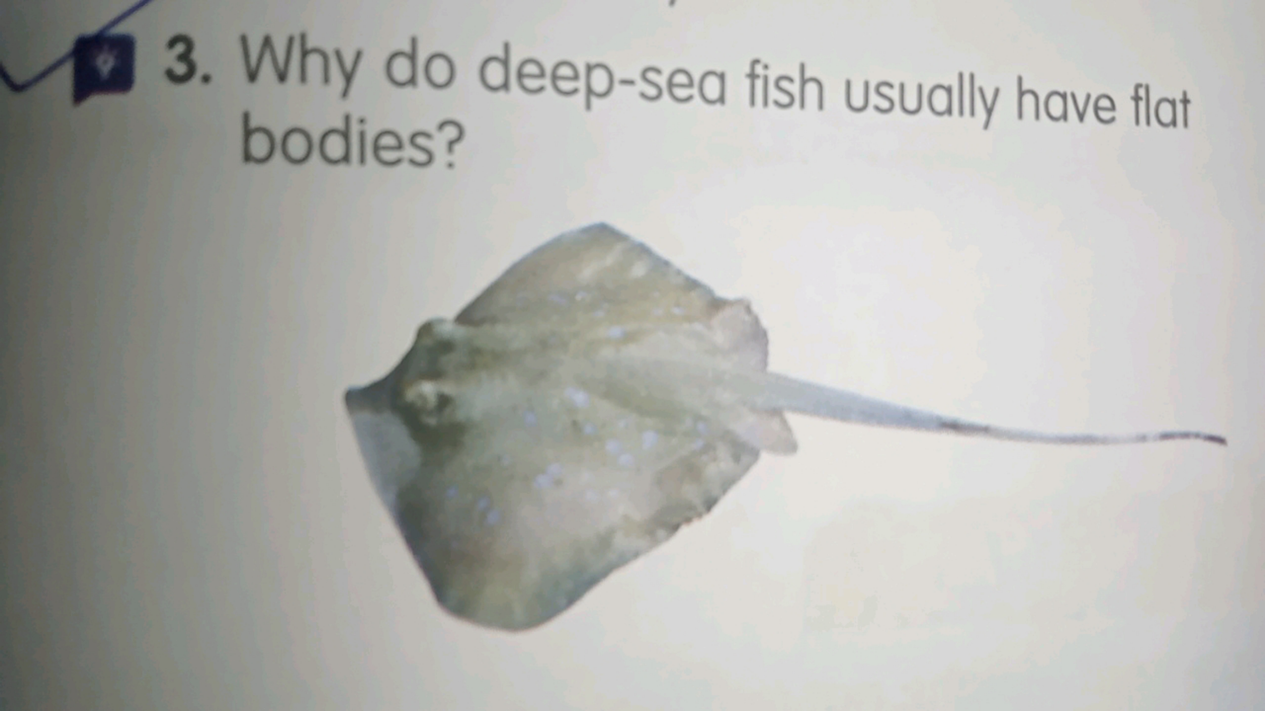 3. Why do deep-sea fish usually have flat
bodies?